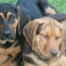 Pace Creek Pet Retreat - Pet Grooming