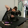 K-9 to Five, Doggy Playcare & Spa