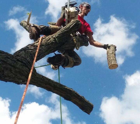 Affordable Tree Service - Clearfield, PA