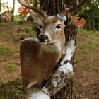 Josh Helton Taxidermy