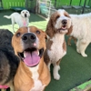 Fon Jon Dog Boarding and Daycare of San Diego gallery