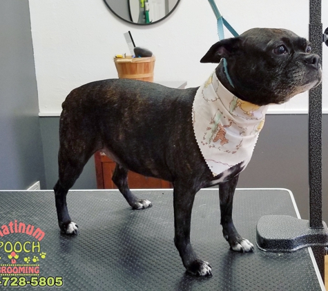 Platinum Pooch Grooming - Cleveland, OH. #DIAMON #BostonTerrier
#ClevelandGrooming #OhioGroomer 
#PlatinumPoochGrooming #WeLoveDirtyPoochies 
#DogGrooming 
#PetGrooming #ClevelandGrooming 
#CatGrooming #DogGroomer #DogHairCut #AnimalLovers #DogHairStyle #OldBrooklynPetGrooming
Contact us 
440-728-5805
www.platinumpoochcle.com