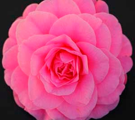 Camellia Grove Nursery - Glenorie, NSW