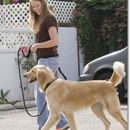 Bark Busters in Home Dog Training - Pet Services