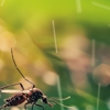 Buzz Pest Control gallery