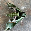 OKC Mosquito Militia gallery