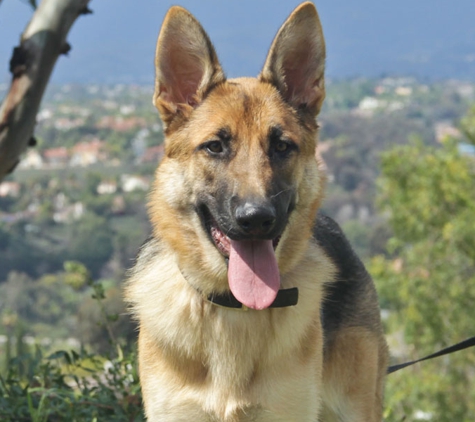 German Shepherd Safe Haven