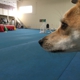 Ace Dog Sports Agility Training