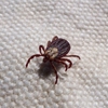 All Star Pest Control gallery