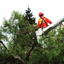 Long Island Tree Service - Arborists