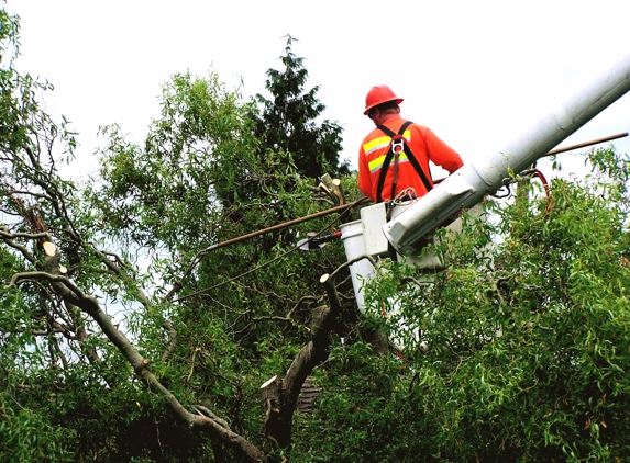 Long Island Tree Service - Holbrook, NY