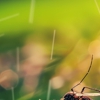 Green Pest Solutions gallery