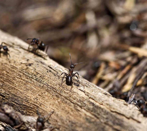 Dynamic Pest Control - Bakewell, NT