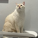 Bearss Animal Hospital