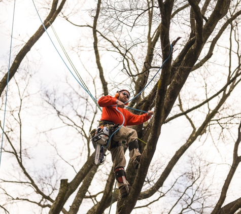 Blazer Tree Service - Chesterfield, VA