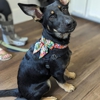 Chestnut Ridge Animal Clinic gallery