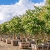 Moon Valley Nurseries gallery