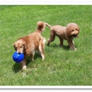 Dog Dude Ranch of Miami - Pet Stores