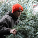 Christmas Tree Brooklyn - Christmas Trees