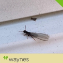 Waynes Pest Control - Pest Control Services-Commercial & Industrial