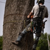 Mercer Tree Service gallery