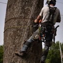 Mercer Tree Service - Tree Service