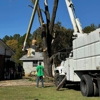Cook's Tree Service gallery