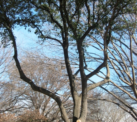 A1 Tree Specialists - Harker Heights, TX