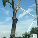 Collins Tree Service - Tree Service