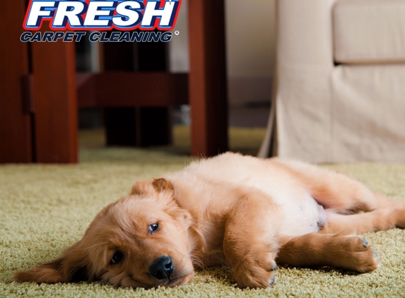 Oxi Fresh Carpet Cleaning