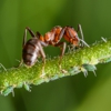 Honest Pest Solutions gallery
