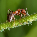 Natural Pest Management - Pest Control Equipment & Supplies