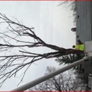 CSJ-USA Tree Service - Tree Service