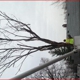 CSJ-USA Tree Service