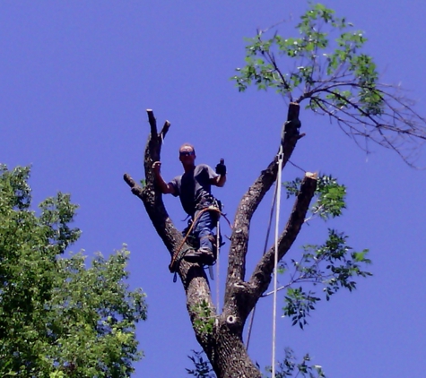 Affordable Tree Service - TREE M.D. - Woodland Park, CO