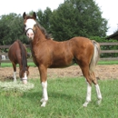 Silk Fox Farm LLC - Horse Breeders