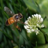 Honey Bee Rescue gallery