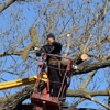 Fielding Tree Care gallery