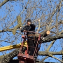 Fielding Tree Care - Tree Service