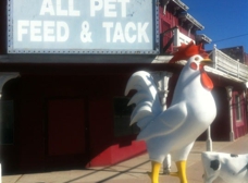 All Pet Feed Tack San Bernardino CA 92410