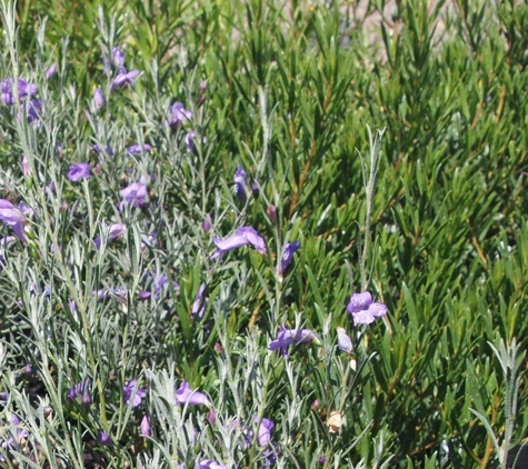 Neangar Nursery - Eaglehawk, VIC