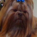 Dog Grooming by Andrea - Pet Grooming