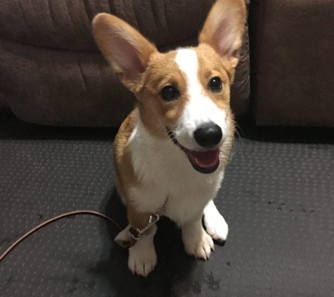 Buddy's Dog School - Harrah, OK