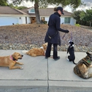 SLO Life Dog Training - Pet Training