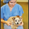 Bend Spay and Neuter Project gallery