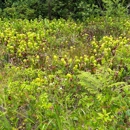 Darlingtonia State Natural Site - Nature Centers