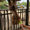 Houston Zoo gallery