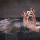 Medallion Yorkshire Terriers - Pet Breeders