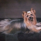 Medallion Yorkshire Terriers