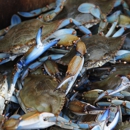 Coastal Crab Company - Fish & Seafood Markets